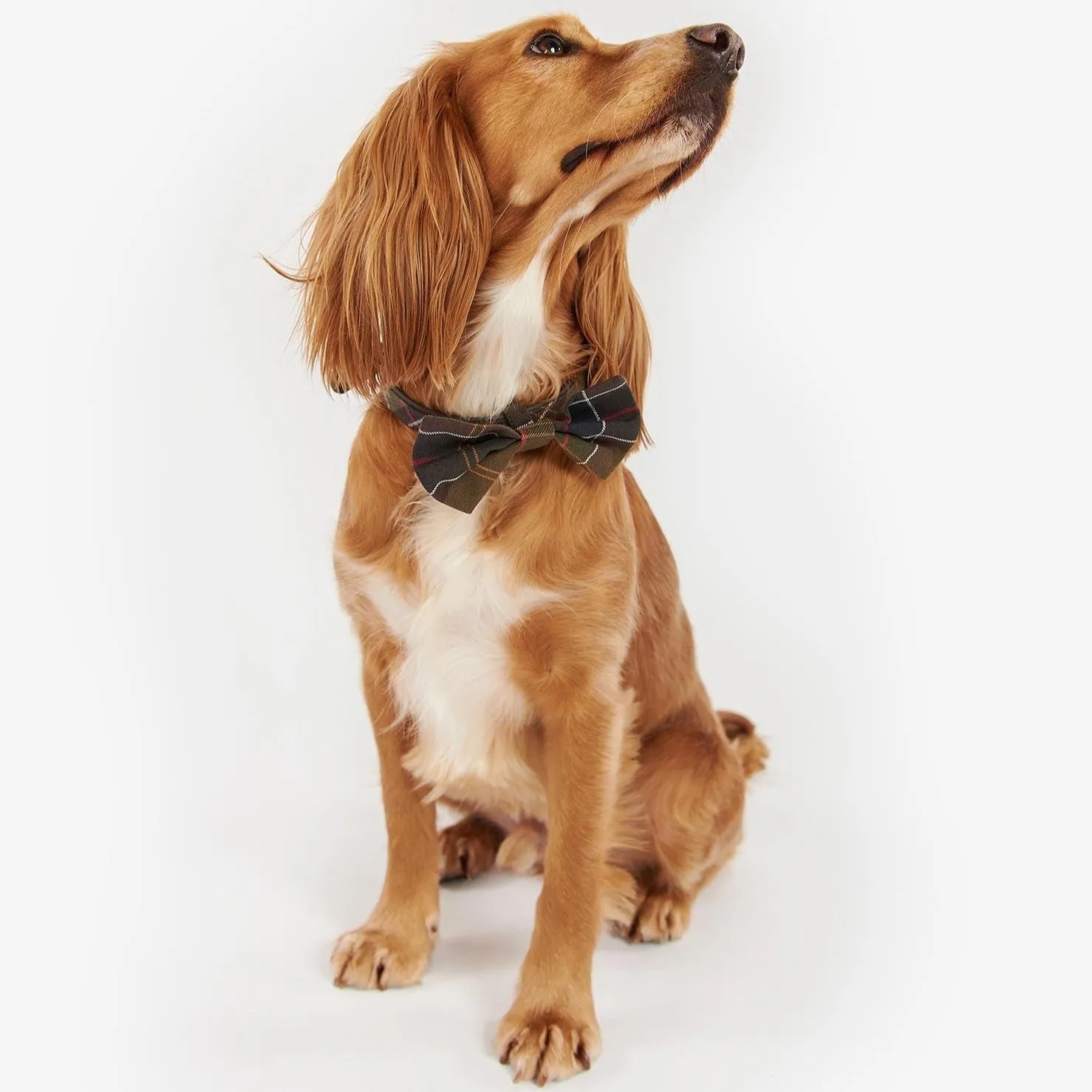 Barbour Tartan Dog Bow Tie - Classic Tartan | Buy Now