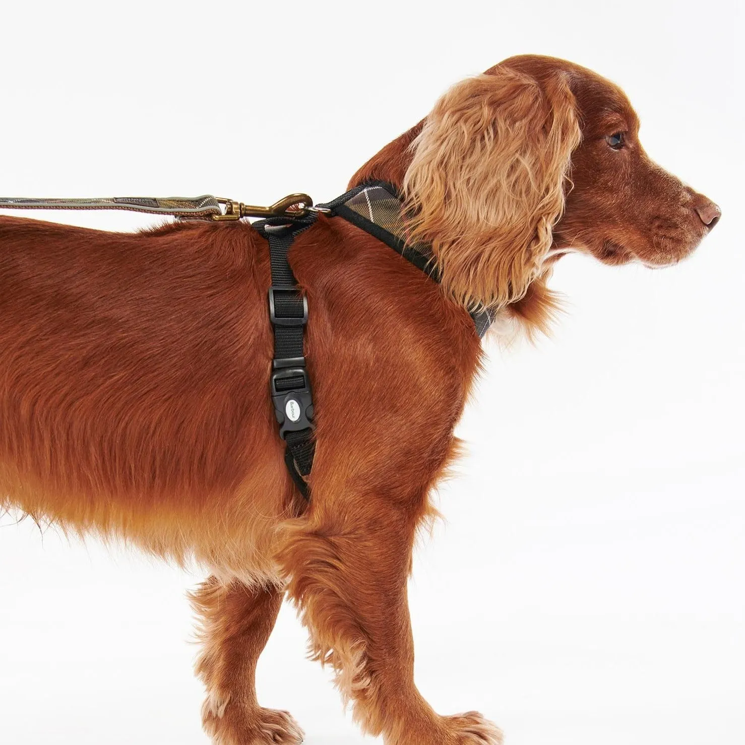 Classic Tartan Barbour Dog Harness